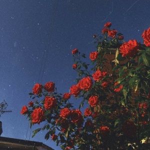 Meet your Posher, Sierra